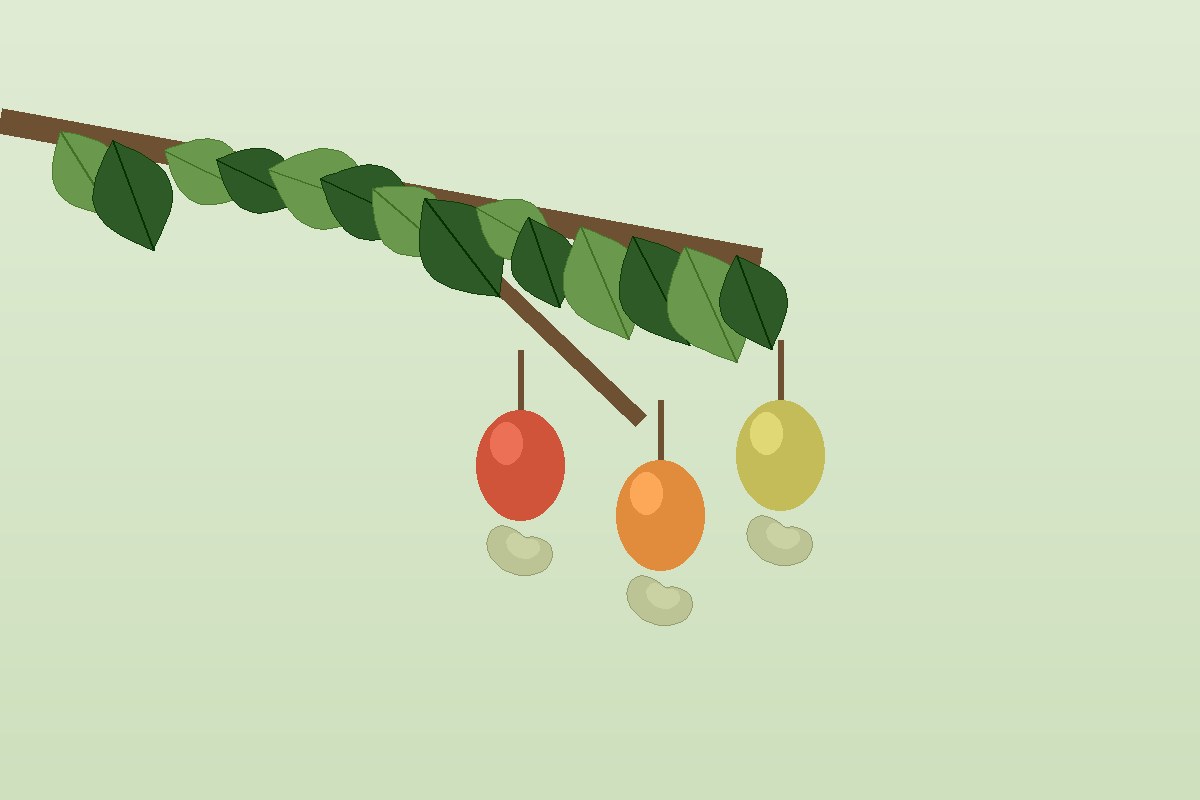 Cashew apples growing on the tree